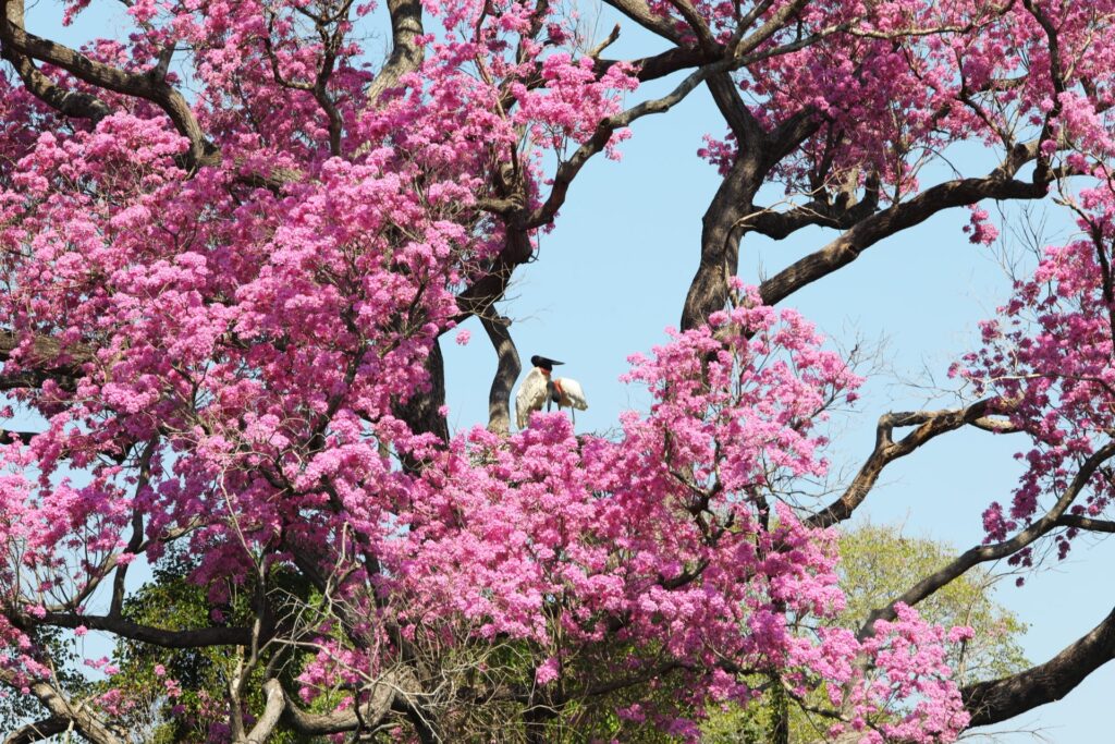 Semana será de sol com variação de nuvens e temperaturas elevadas em MS