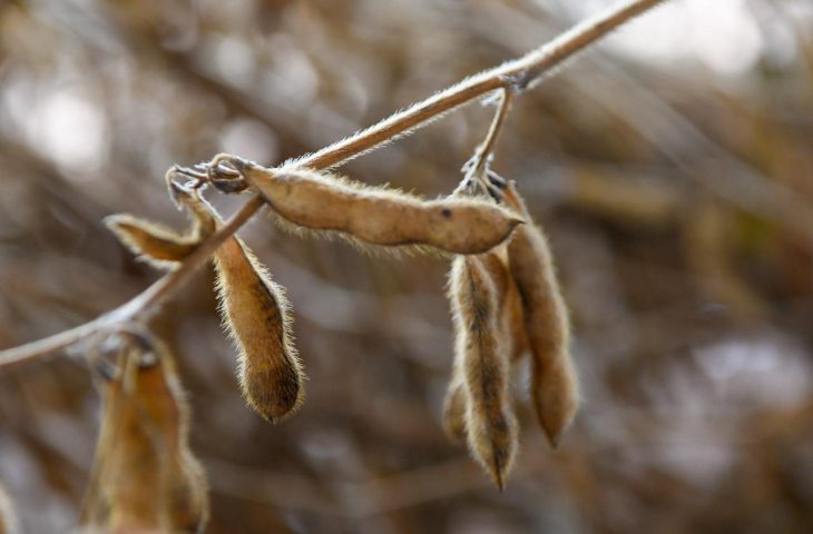 Festa do Pé de Soja Solteiro movimentou Laguna Carapã com tradição, tecnologia e safra em alta