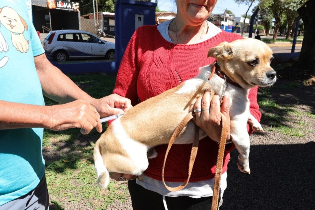 Prefeitura mantém vacinação intensificada de animais acolhidos por protetores e ONGs